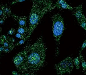 Confocal immunofluorescent analysis of NOTCH3 antibody with HepG2 cells followed by Alexa Fluor 488-