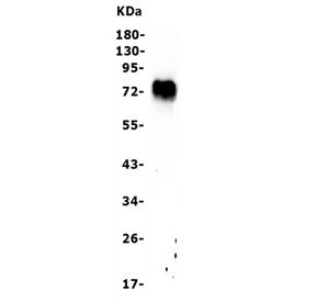 Western blot testing of human HEK293 cell lysate with FOXC1 antibody. Predicted molecular weight: ~5