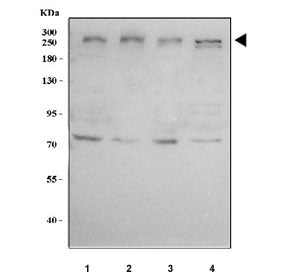 Western blot testing of human 1) 293T, 2) HeLa, 3) MCF7 and 4) HepG2 cell lysate with MED12 antibody