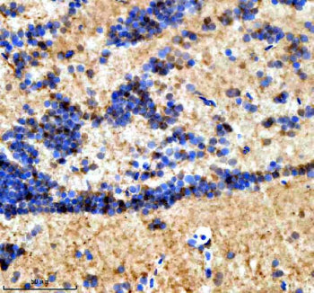 Immunohistochemical analysis of Suz12a/b protein using Zebrafish Suz12 antibody and paraffin-embedde