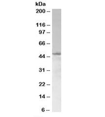 Western blot testing of Jurkat lysate with SAMSN1 antibody at 1ug/ml. Predicted molecular weight: ~4