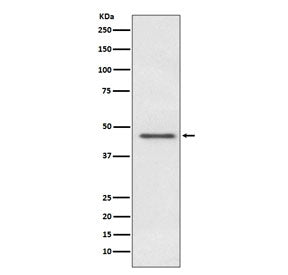 PDHA1 Antibody / Pyruvate Dehydrogenase E1 Alpha