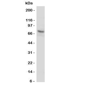 P2X7 Antibody