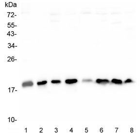 Western blot testing of 1) human HeLa, 2) monkey COS-7, human 3) HEK293, 4) U-87 MG, 5) HepG2, 6) PC