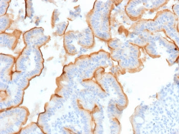IHC staining of FFPE human small intestine tissue with MUC13 antibody (clone MUC13/13112). HIER: boi