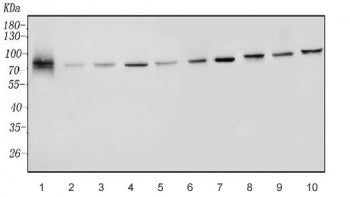 Western blot testing of human 1) placenta, 2) U937, 3) K562, 4) HepG2, 5) HeLa, 6) Jurkat, 7) rat te