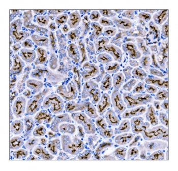 IHC staining of FFPE mouse kidney tissue with Prominin antibody. HIER: boil tissue sections in pH8 E