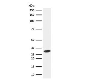 Western blot testing of human HeLa cell lysate with CDK1 antibody (clone CDVC2-1). Predicted molecul