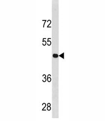 Cyclin B2 Antibody (CCNB2)