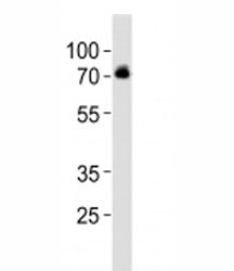 DBH Antibody