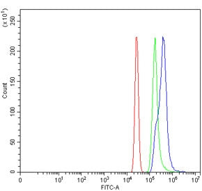 WDR46 Antibody / BING4