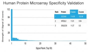 GCSAM Antibody / HGAL / GCET2