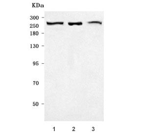 Western blot testing of 1) human HeLa, 2) human SH-SY5Y and 3) mouse NIH 3T3 cell lysate with PRPF8 