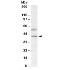 Western blot testing of human liver lysate with GPR81 antibody at 0.5g/ml. The expected ~40kDa band 