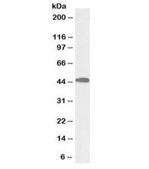 Western blot testing of mouse liver lysate with biotinylated ACAT1 antibody at 0.1ug/ml. Predicted m