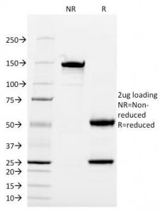 SDS-PAGE Analysis of Purified, BSA-Free CD13 Antibody (WM15). Confirmation of Integrity and Purity o