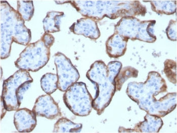 IHC testing of FFPE human placenta with recombinant Placental Alkaline Phosphatase antibody (clone A