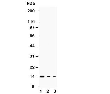 Western blot testing of IL-3 antibody and Lane 1: recombinant mouse protein 10ng; 2: 5ng; 3: 2.5ng