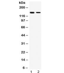 SAFB Antibody / Scaffold attachment factor B1