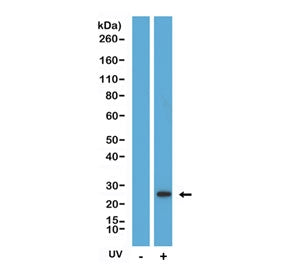 Western blot testing of lysate from human HeLa cells, with or without UV treatment, using Cleaved Ca