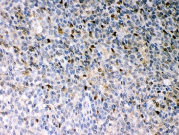 PU.1 Antibody / SPI1