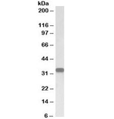 Western blot testing of human lymph node lysate with CD20 antibody at 0.05ug/ml. Predicted molecular