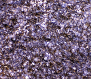 IHC staining of FFPE mouse lymph node with IL-7 antibody. HIER: boil tissue sections in pH8 EDTA for