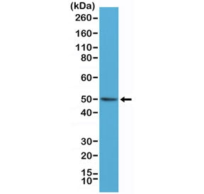 Western blot testing of human HeLa cell lysate with recombinant BAG-1 antibody at 1:1000. Expected m