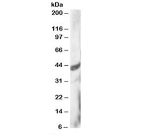 Western blot testing of HeLa lysate with DAP3 antibody at 3ug/ml. Predicted molecular weight: ~46/41