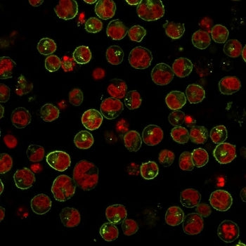 HLA-DRB1 Antibody (MHC II)