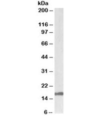 Western blot testing of human cerebellum lysate with Galanin antibody at 1ug/ml. Predicted molecular