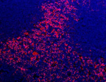 Immunofluorescent staining of FFPE mouse spleen tissue with Adgre1 antibody (red) and DAPI nuclear stain (blue). HIER: steam section in pH8 EDTA buffer for 20 min.