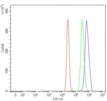 TMEM104 Antibody / Transmembrane protein 104