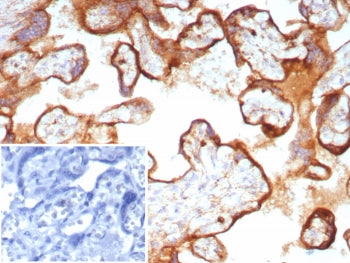IHC staining of FFPE human placental tissue with CD63 antibody (clone LAMP3/8705R). Inset: PBS used 