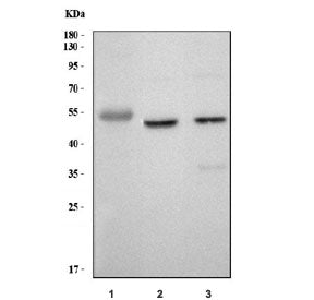 Western blot testing of 1) human placenta, 2) rat brain and 3) mouse brain tissue lysate with KCNN4 