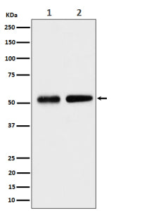 Western blot analysis of Septin 8 expression in (1) human HeLa cell lysate; (2) mouse NIH 3T3 cell l