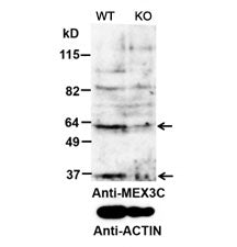 Western blot testing of mouse testis lysate with MEX3C antibody at 0.2ug/ml. The ~63/36kDa bands are