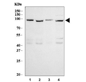 Western blot testing of human 1) A549, 2) HeLa, 3) Jurkat and 4) K562 cell lysate with GRP94 antibod