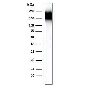 CD45RA Antibody (Leukocyte marker)