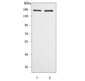 CNTNAP2 Antibody / CASPR2