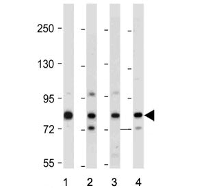 Western blot testing of human 1) A431, 2) A375, 3) HUVEC and 4) Caco-2 cell lysate with AMOTL2 antib