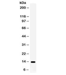 S100A9 Antibody