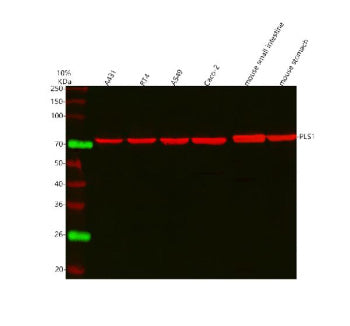 Western blot analysis of PLS1 using anti-PLS1 antibody. Lane 1: human whole cell lysates, Lane 2: hu