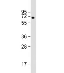 Western blot testing of human pancreas lysate with MGAT4B antibody at 1:2000. Predicted molecular we