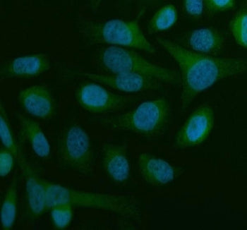 Immunofluorescent staining of FFPE human HeLa cells with Beclin 1 antibody (green) and DAPI nuclear 