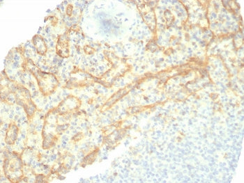 IHC staining of FFPE human spleen tissue with TIM3 antibody (clone TIM3/6863R). HIER: boil tissue se