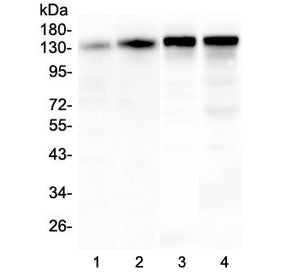Western blot testing of 1) human T-47D, 2) human MDA-MB-453, 3) rat brain and 4) mouse brain lysate 