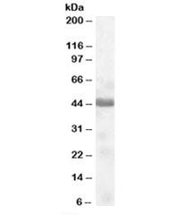 Western blot testing of human muscle lysate with TUSC4 antibody at 0.1ug/ml. Predicted molecular wei