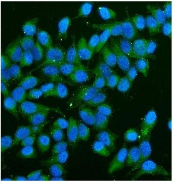 Immunofluorescent staining of FFPE human HeLa cells with CD59 antibody (green) and DAPI nuclear stai