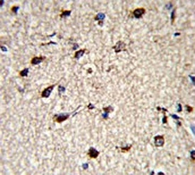 IHC testing of FFPE human brain tissue with DPT antibody. HIER: steam section in pH6 citrate buffer 
